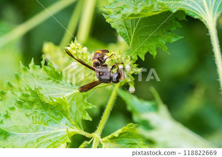 A wasp sucking nectar from a perilla flower 118822669