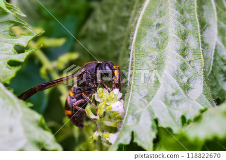 A wasp sucking nectar from a perilla flower 118822670