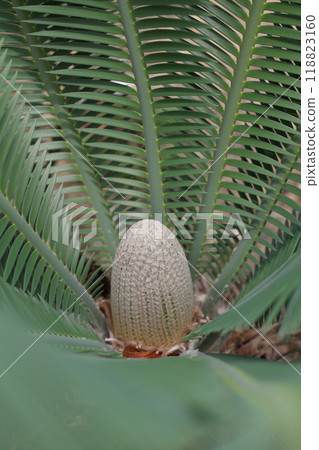 Dione Edure cone 118823160