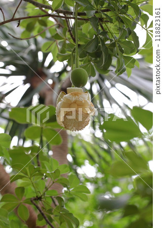 猴麵包樹花和果實 118823161