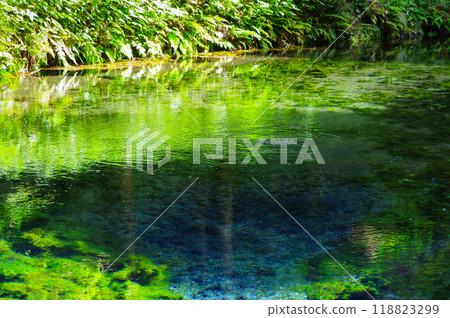 熊本縣白川水源地 118823299