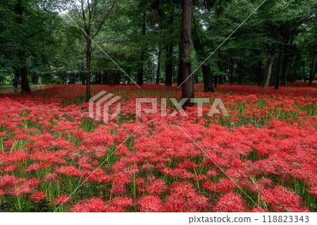 A carpet of blooming spider lilies 118823343