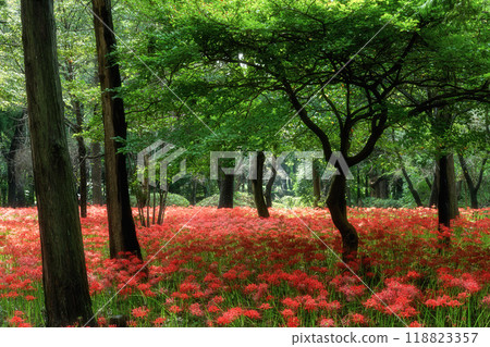 曼朱地毯盛開 118823357