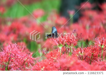 A carpet of blooming spider lilies A carpet of blooming spider lilies 118823371