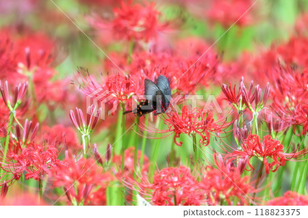 A carpet of blooming spider lilies A carpet of blooming spider lilies 118823375