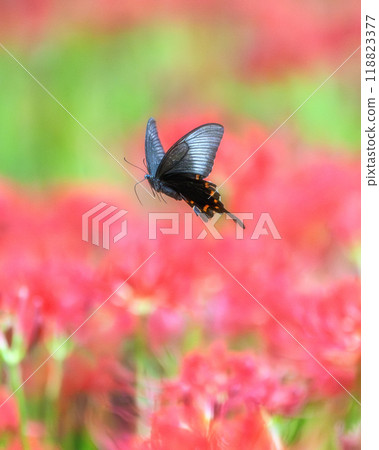 A carpet of blooming spider lilies 118823377
