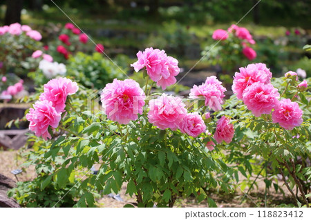 Peony Flower - Seidai 118823412