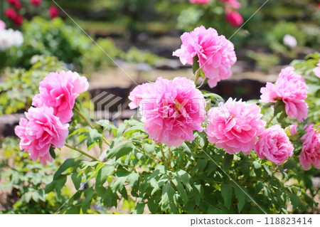牡丹花西洋 牡丹花西洋 118823414