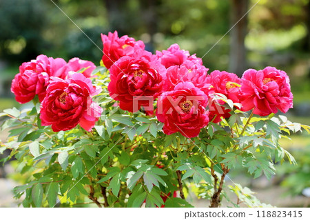 牡丹花島錦 118823415