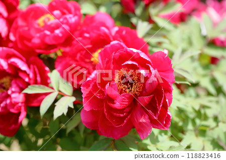 Peony flower Shima Nishiki 118823416