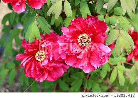 牡丹花Yoshiki 118823418