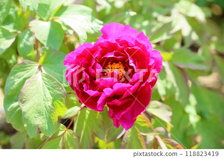 牡丹花、桃花 118823419