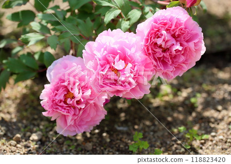 牡丹花 春光樹 118823420