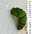 I'm going to become a pupa now! 118823475