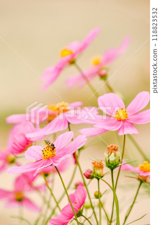 Autumn in Shirakawa-go: Cosmos and bees 118823532
