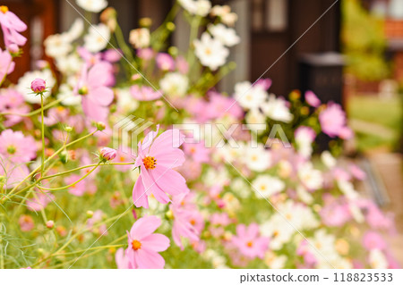 Cosmos blooming in Shirakawa-go in autumn Cosmos blooming in Shirakawa-go in autumn 118823533