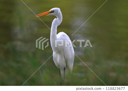 大白鷺 118823677