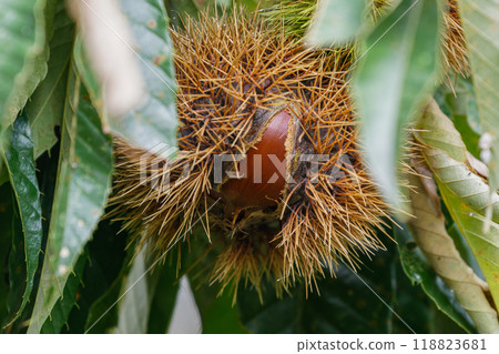 Fruitful autumn chestnuts Fruitful autumn chestnuts 118823681