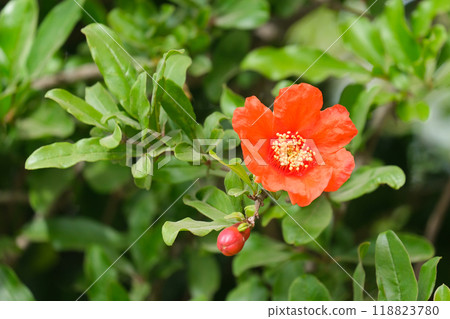Spring blooming pomegranate (Punica granatum) 118823780