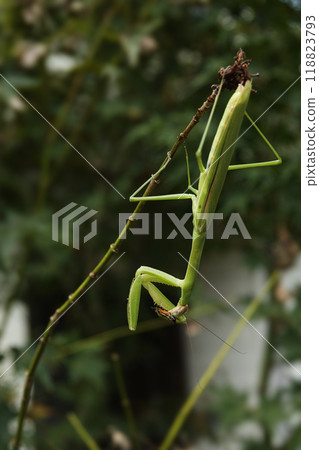 Autumn September: A praying mantis catches and devours food Autumn September: A praying mantis catches and devours food 118823793