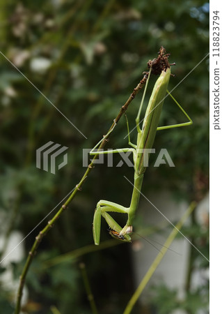 Autumn September: A praying mantis catches and devours food 118823794
