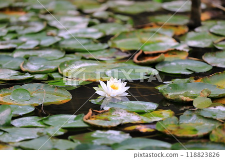 Lotus leaf Lotus leaf 118823826