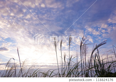 Susuki在早晨的陽光下閃閃發光 118824176