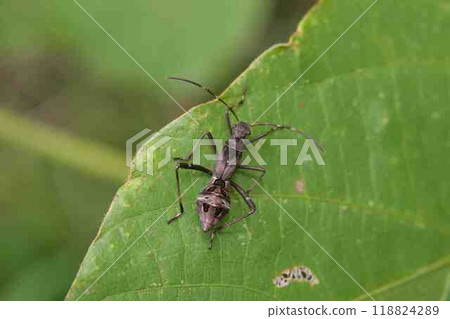 Hoop Heli Bug Hoop Heli Bug 118824289