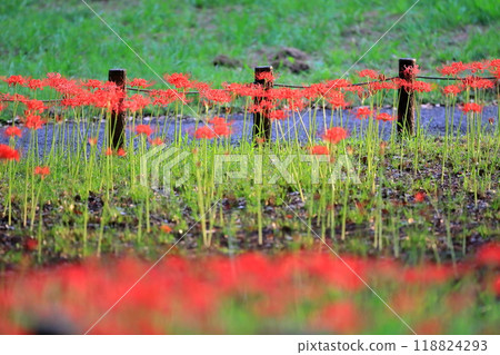 Red spider lilies (Mizumoto Park, Katsushika Ward, Tokyo) 118824293