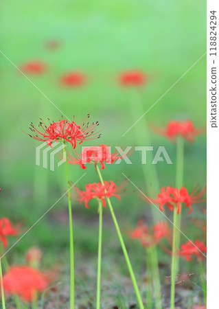 彼岸花（東京都葛飾區水元公園） 118824294