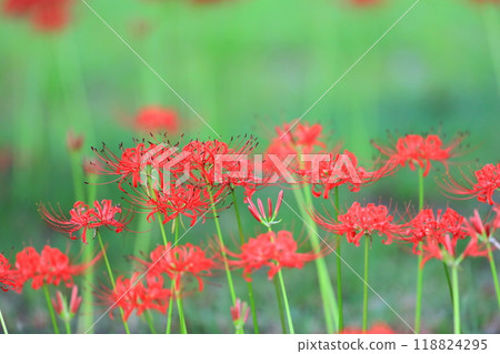 Red spider lilies (Mizumoto Park, Katsushika Ward, Tokyo) Red spider lilies (Mizumoto Park, Katsushika Ward, Tokyo) 118824295