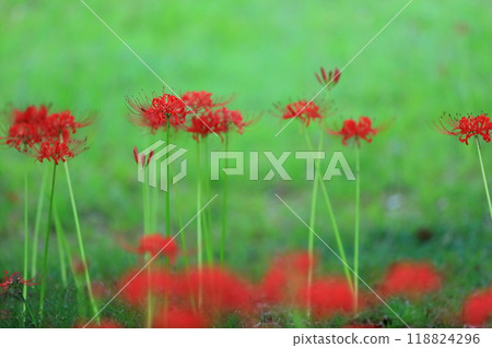 Red spider lilies (Mizumoto Park, Katsushika Ward, Tokyo) 118824296