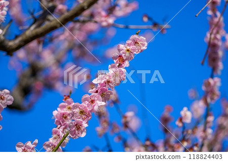 在藍天背景中盛開的杏花 118824403