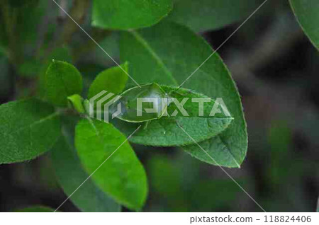 Tsuyaaokamemushi 118824406