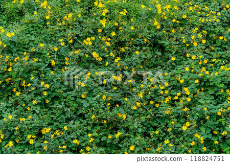 Yellow petals Yellow petals 118824751