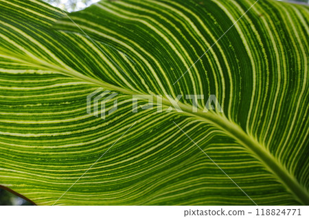 I was taking a leisurely stroll through the botanical gardens at the end of summer. Suddenly, a breeze that reminded me of autumn blew by, caressing my skin. I was taking a leisurely stroll through the botanical gardens at the end of summer. Suddenly, a breeze that reminded me of autumn blew by, caressing my skin. 118824771