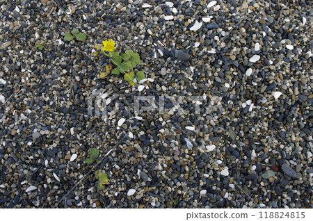 在海灘上觀看潮起潮落。由波浪攜帶的沙子和石頭形成的神秘圖案。大自然的傑作。 118824815