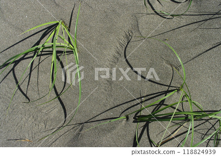 太平洋擁有廣闊的沙灘。海浪從某處攜帶石頭。它被海浪沖刷過，在陽光下閃閃發光。 118824939