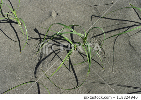 The Pacific Ocean stretches out over a vast sandy beach. The waves carry stones from somewhere. They are washed by the waves and glisten in the sunlight. The Pacific Ocean stretches out over a vast sandy beach. The waves carry stones from somewhere. They are washed by the waves and glisten in the sunlight. 118824940