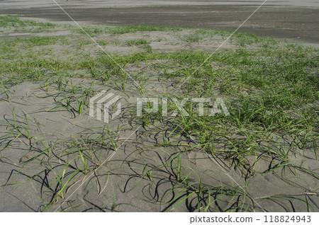 The Pacific Ocean stretches out over a vast sandy beach. The waves carry stones from somewhere. They are washed by the waves and glisten in the sunlight. 118824943