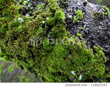 Shimotsuke Fudoki Park. Moss was thick at my feet, and looking up, I saw giant trees that seemed to reach the sky, blocking the direct sunlight. Shimotsuke Fudoki Park. Moss was thick at my feet, and looking up, I saw giant trees that seemed to reach the sky, blocking the direct sunlight. 118825287
