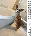 Corgi doesn't like shampoo in the bathroom 118825499