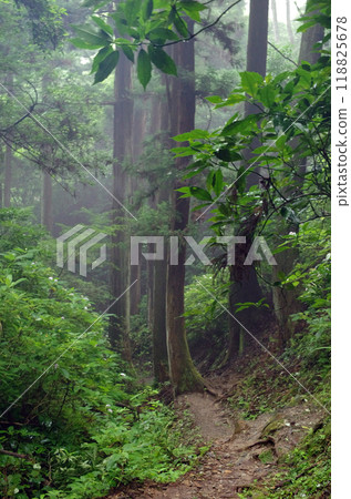 The power spot, Mt. Oiwa. The forest was shrouded in mist after the rain, creating a mysterious atmosphere that seemed to draw you in. The power spot, Mt. Oiwa. The forest was shrouded in mist after the rain, creating a mysterious atmosphere that seemed to draw you in. 118825678