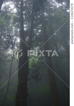 能量點大岩山。雨後的森林被霧氣籠罩，給人一種神秘的氣息，彷彿要把人吸進去。 118825679