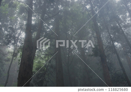 能量點大岩山。雨後的森林被霧氣籠罩，給人一種神秘的氣息，彷彿要把人吸進去。 118825680