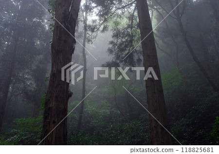 能量點大岩山。雨後的森林被霧氣籠罩,給人一種神秘的氣息,彷彿要把人吸進去。 能量點大岩山。雨後的森林被霧氣籠罩,給人一種神秘的氣息,彷彿要把人吸進去。 118825681