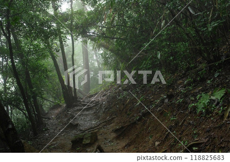The power spot, Mt. Oiwa. The forest was shrouded in mist after the rain, creating a mysterious atmosphere that seemed to draw you in. The power spot, Mt. Oiwa. The forest was shrouded in mist after the rain, creating a mysterious atmosphere that seemed to draw you in. 118825683