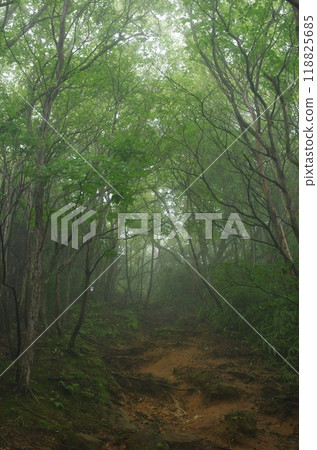 The power spot, Mt. Oiwa. The forest was shrouded in mist after the rain, creating a mysterious atmosphere that seemed to draw you in. 118825685