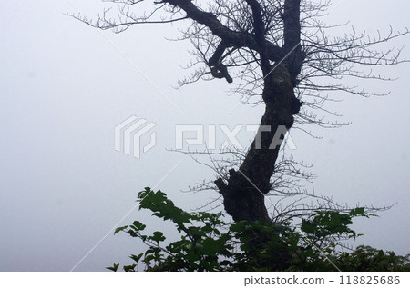 The power spot, Mt. Oiwa. The forest was shrouded in mist after the rain, creating a mysterious atmosphere that seemed to draw you in. The power spot, Mt. Oiwa. The forest was shrouded in mist after the rain, creating a mysterious atmosphere that seemed to draw you in. 118825686
