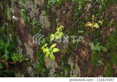 The power spot, Mt. Oiwa. The forest was shrouded in mist after the rain, creating a mysterious atmosphere that seemed to draw you in. The power spot, Mt. Oiwa. The forest was shrouded in mist after the rain, creating a mysterious atmosphere that seemed to draw you in. 118825687
